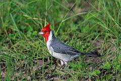 Red-crested Cardinal